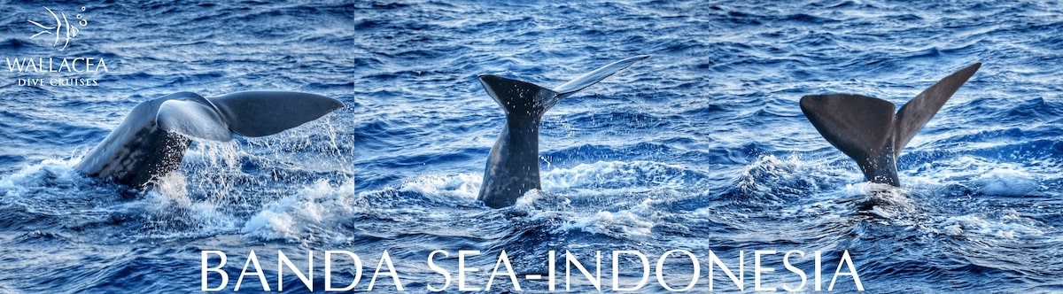 Banda Sea whale, Banda Sea diving, Alor diving, Banda Sea liveaboard, Croisière en mer de banda, croisière plongée en mer de Banda, Ring of fire 