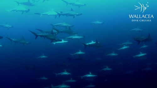 School of hammerhead sharks in Banda Sea - Indonesia Liveaboard - Wallacea Dive Cruise