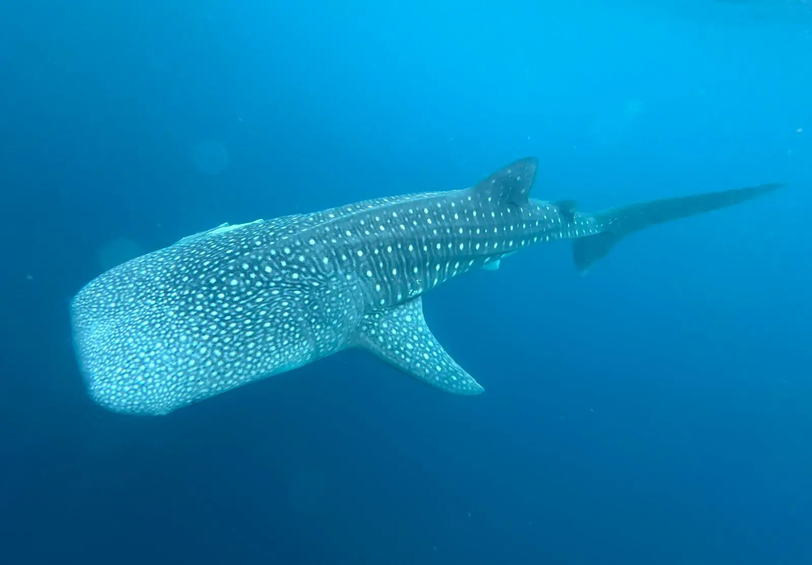 An Endangered Whale Shark Spotted in Kaimana, Indonesia