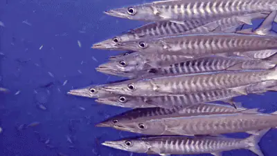 Barracudas in Misool, Raja Ampat | Wallacea Dive Cruise