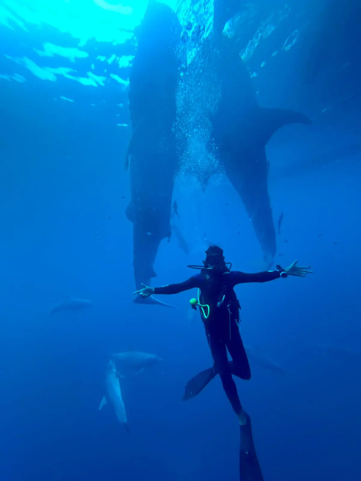 Divers Swimming with Whale Sharks and Dolphins in Kaimana | Wallacea Dive Cruise 