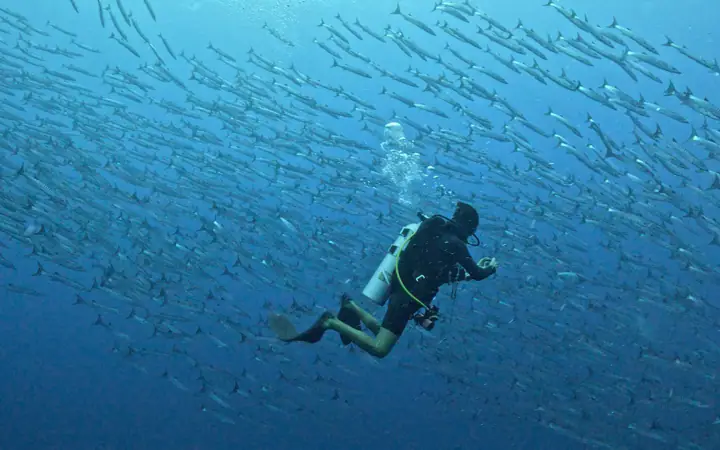 Diving in Raja Ampat with Barracudas