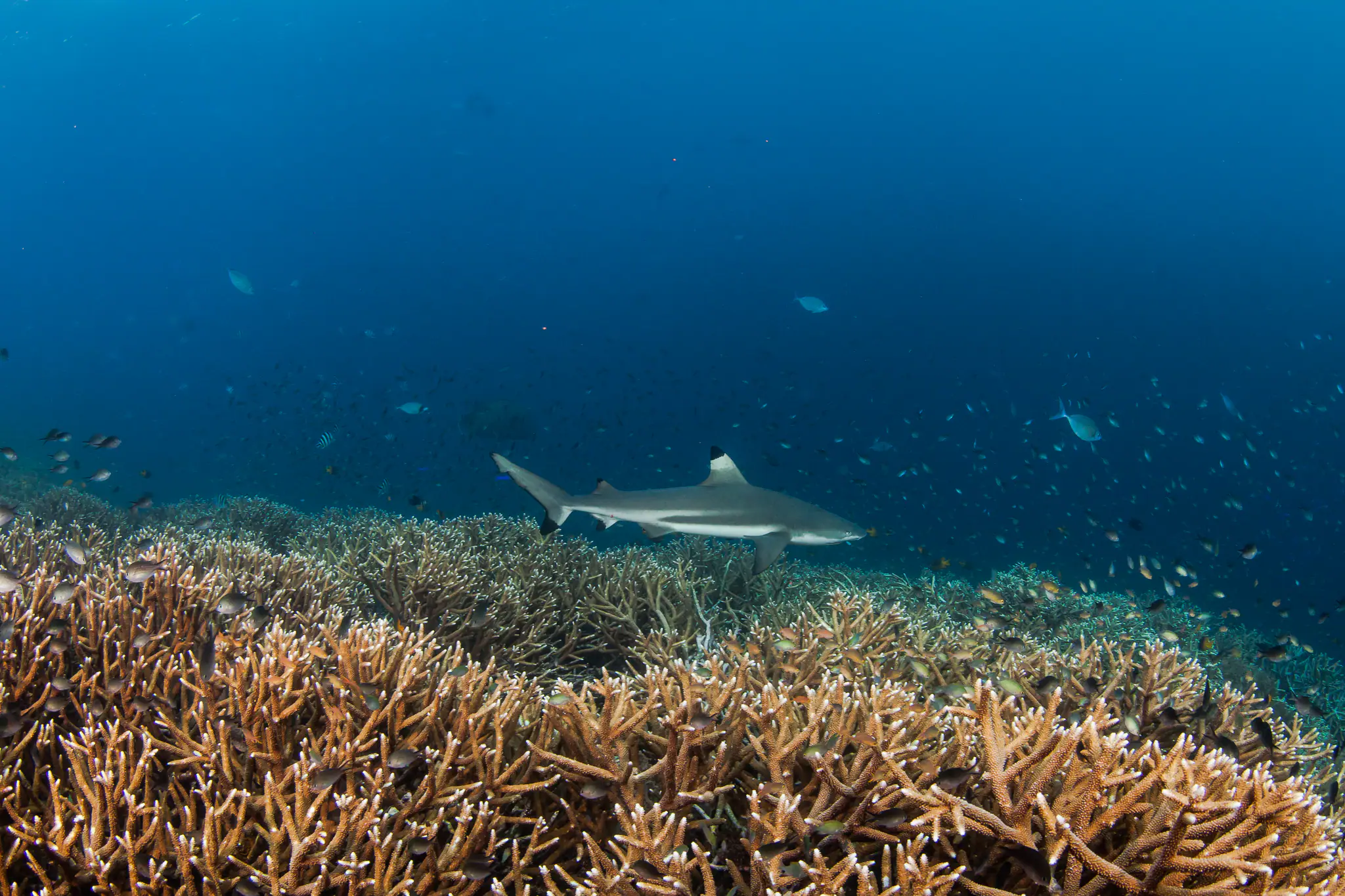 Black Tip Reef Shark in Halmahera Underwater