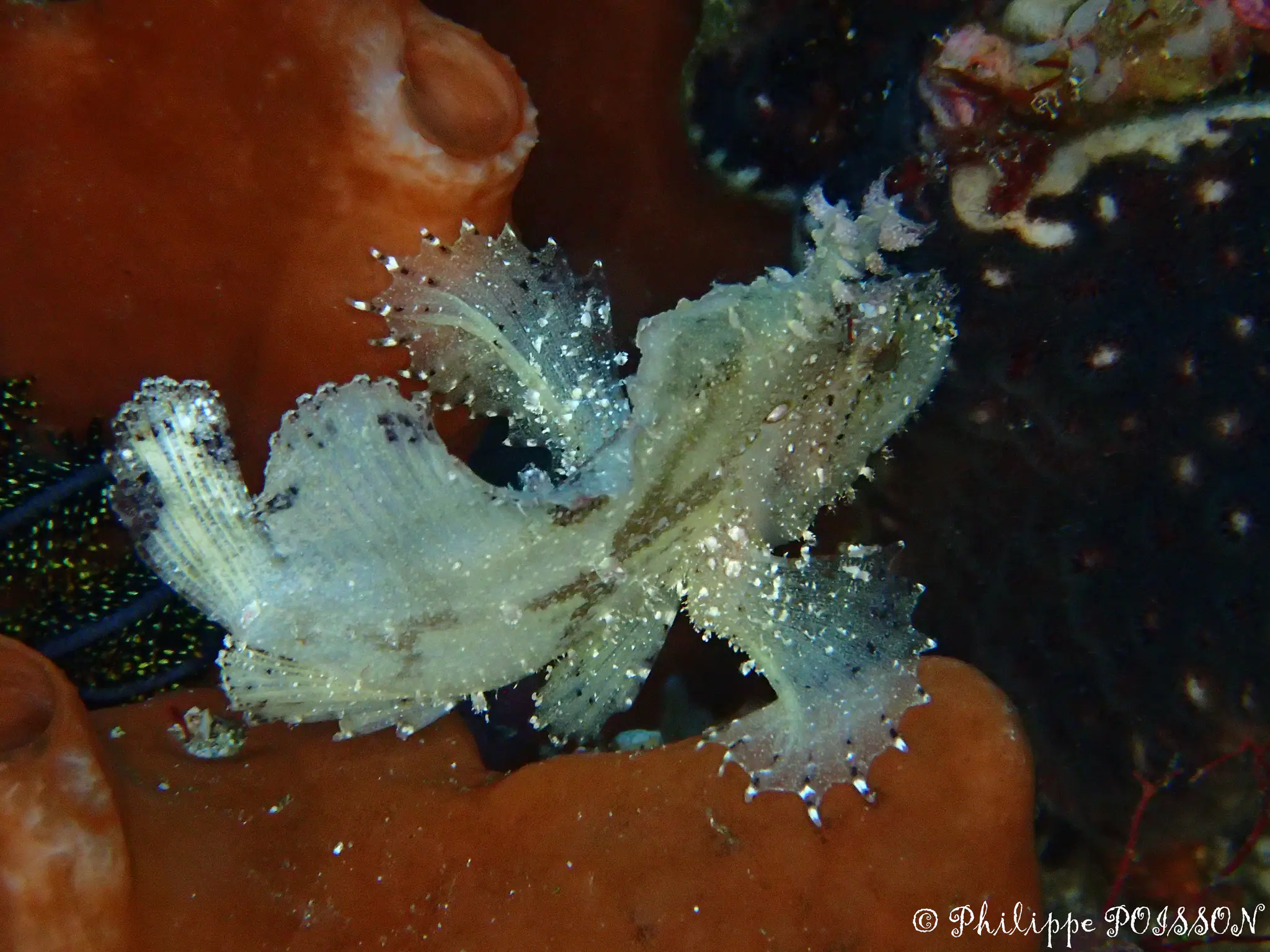 Leaf fish have discovered by divers in Halmahera