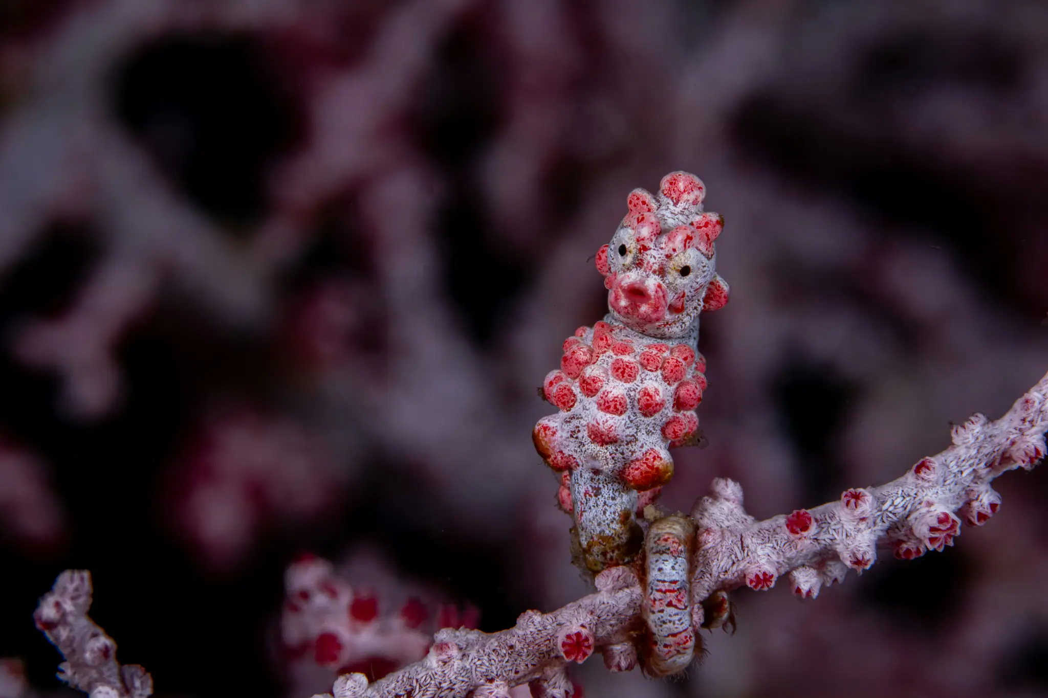 Pygmy Seahorse found in Halmahera