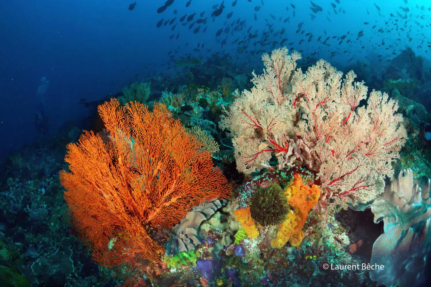 Colourful coral reef, bright orange sea fan, pale red gorgonian, sponges, reef fish in background, deep blue water