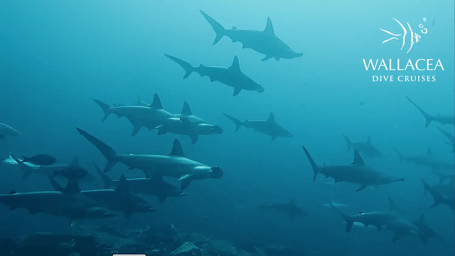 School of hammerhead sharks, hammerhead sharks, deep blue water, depths