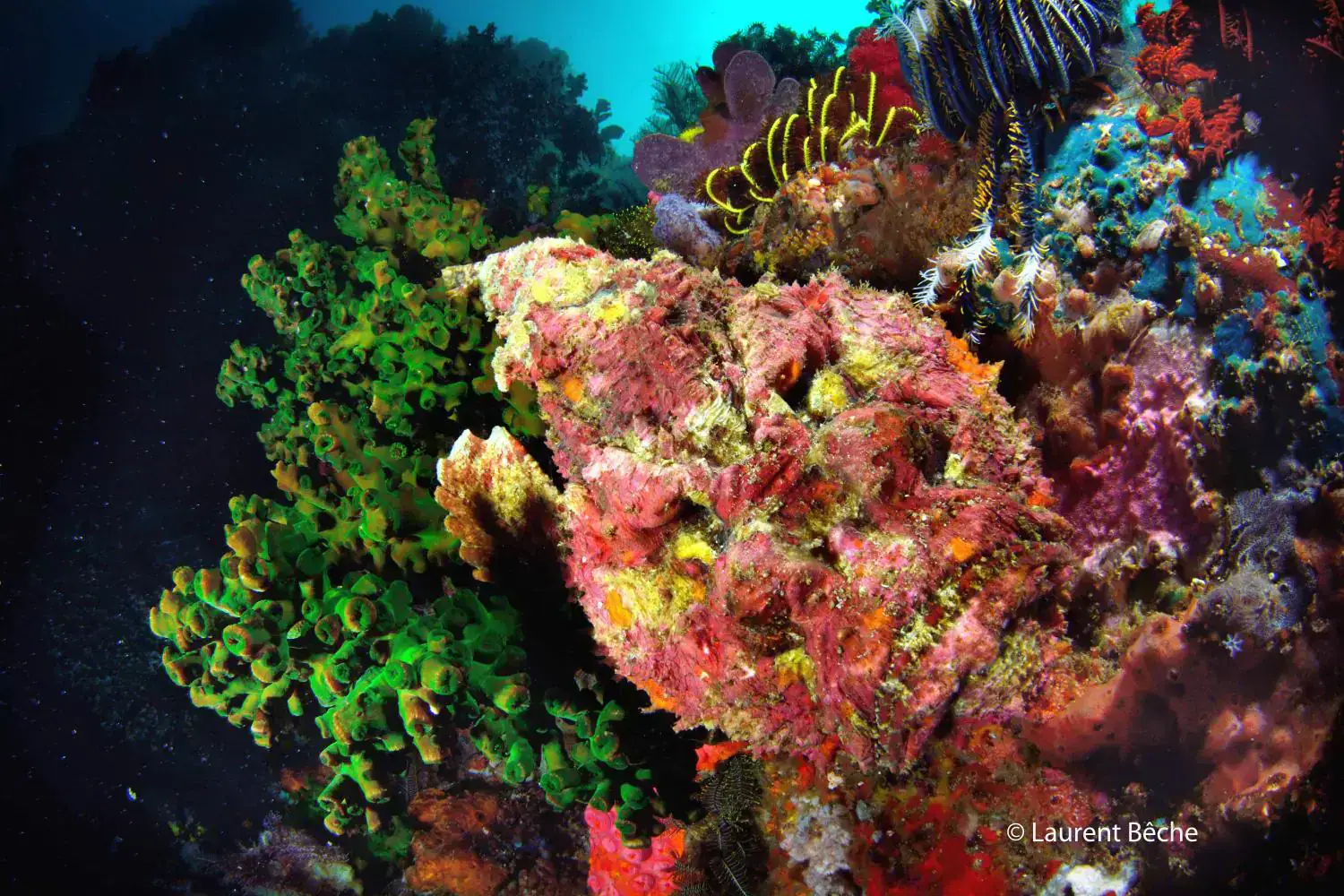 Colourful reef, sponge-covered rock, Colorful underwater