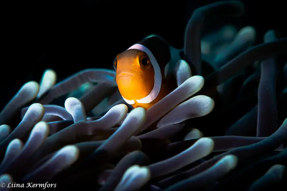 clownfish, glowing orange face, sea anemone, dark background, marine life, underwater