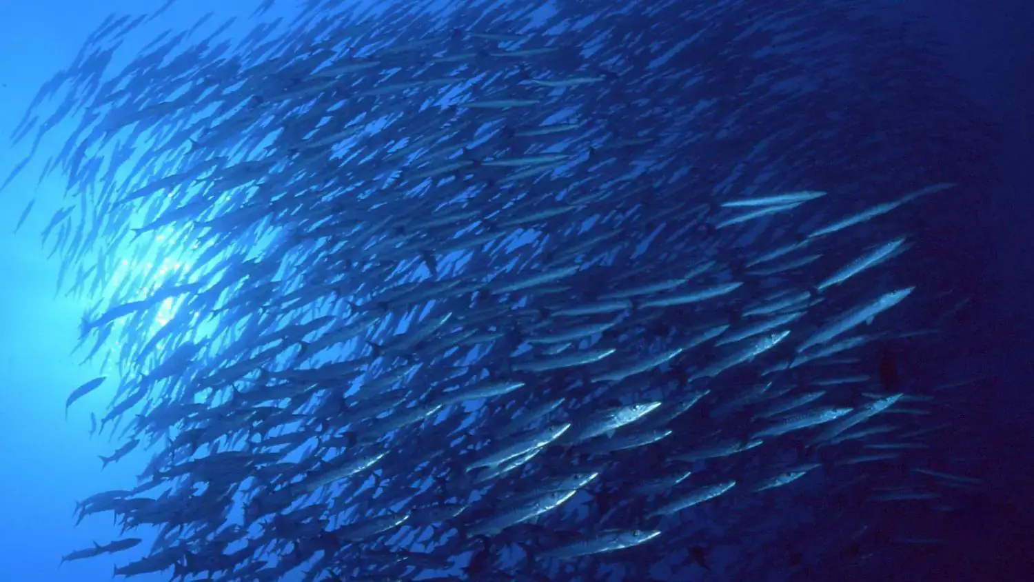huge school of fish, underwater scene, marine life, ocean movement