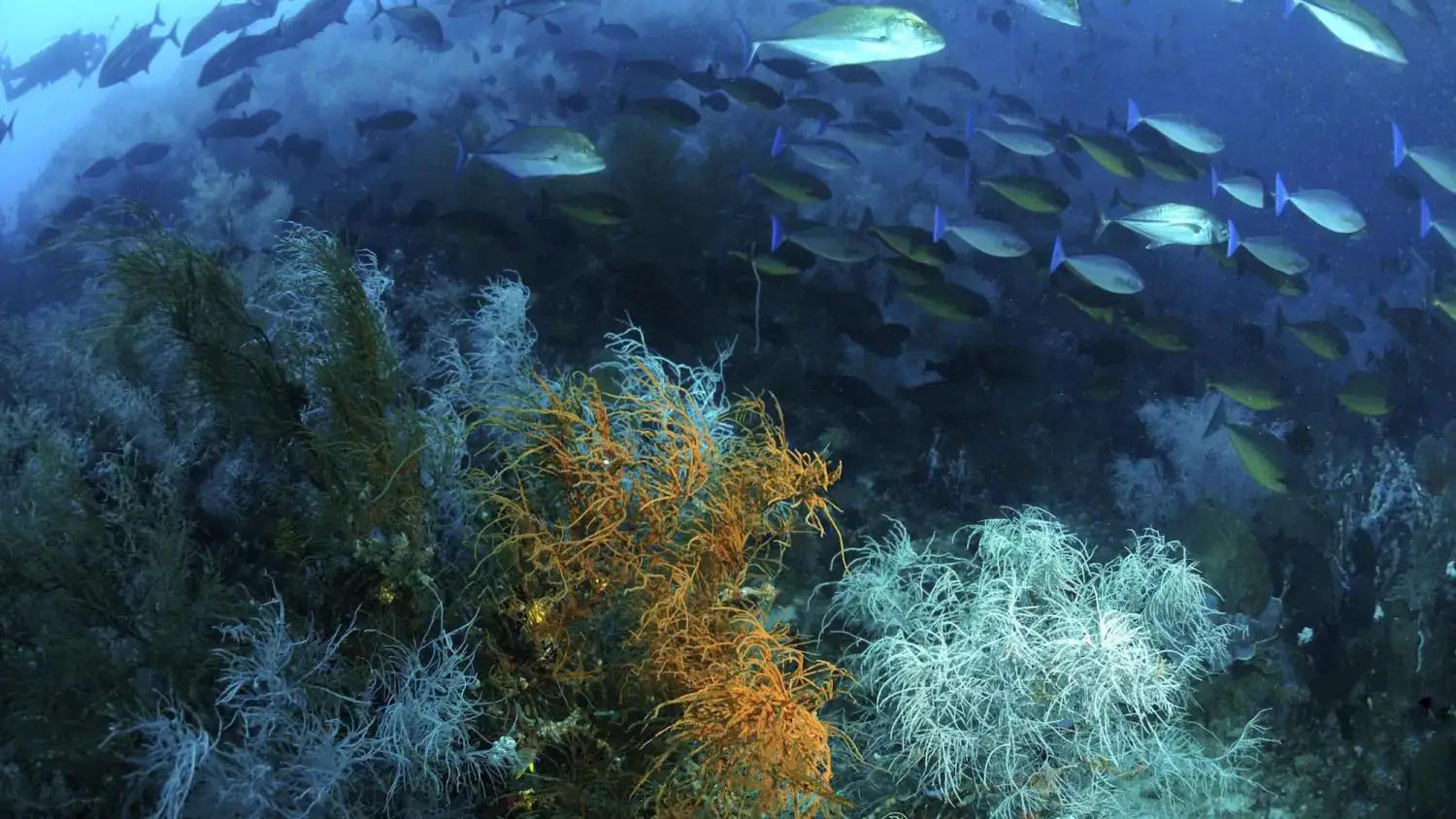 colorful coral reef, orange and white soft corals, deep blue water, school of fish, diver in background, marine biodiversity