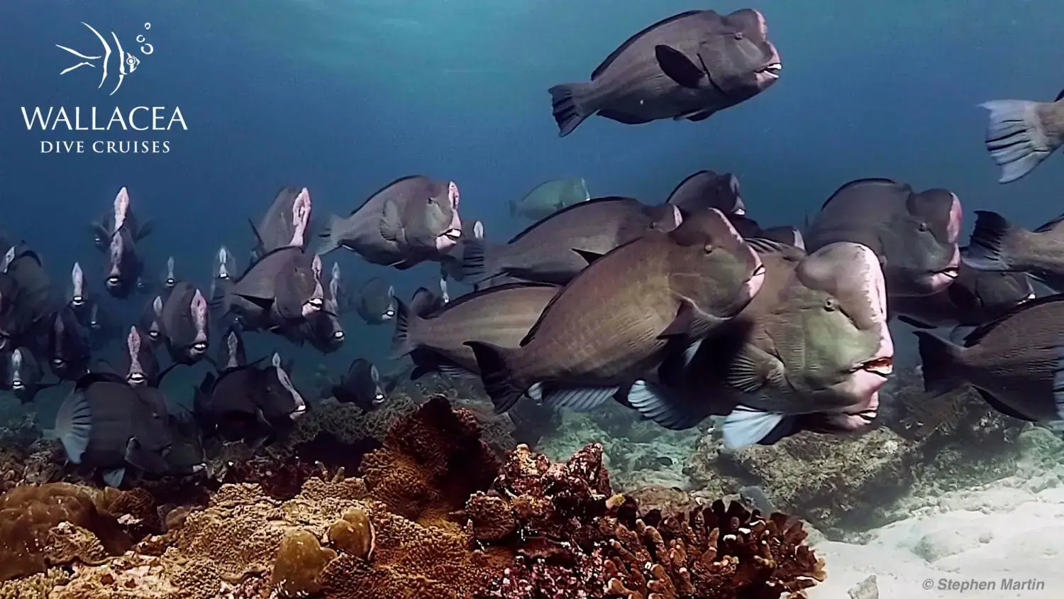school of humphead parrotfish, coral reef, underwater scene, clear blue water, marine biodiversity
