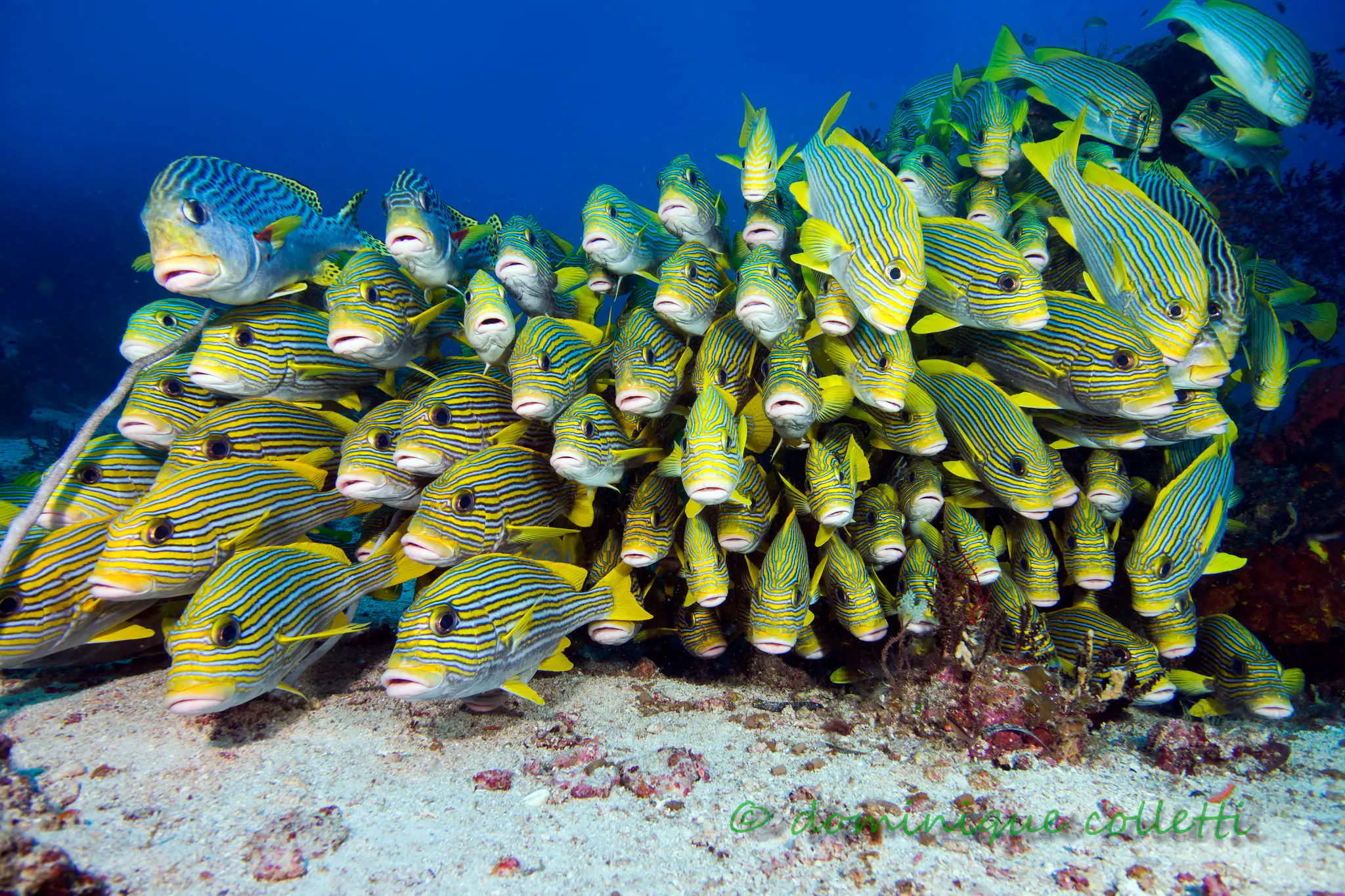 marine life at raja ampat