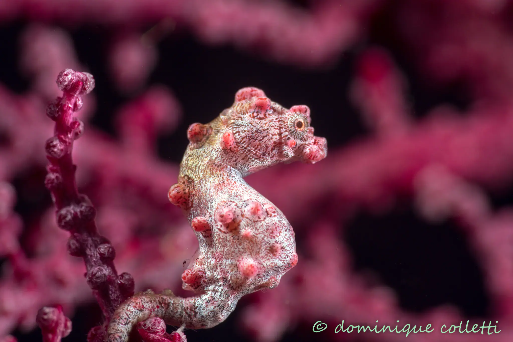 Seahorse in Raja Ampat underwater beauty