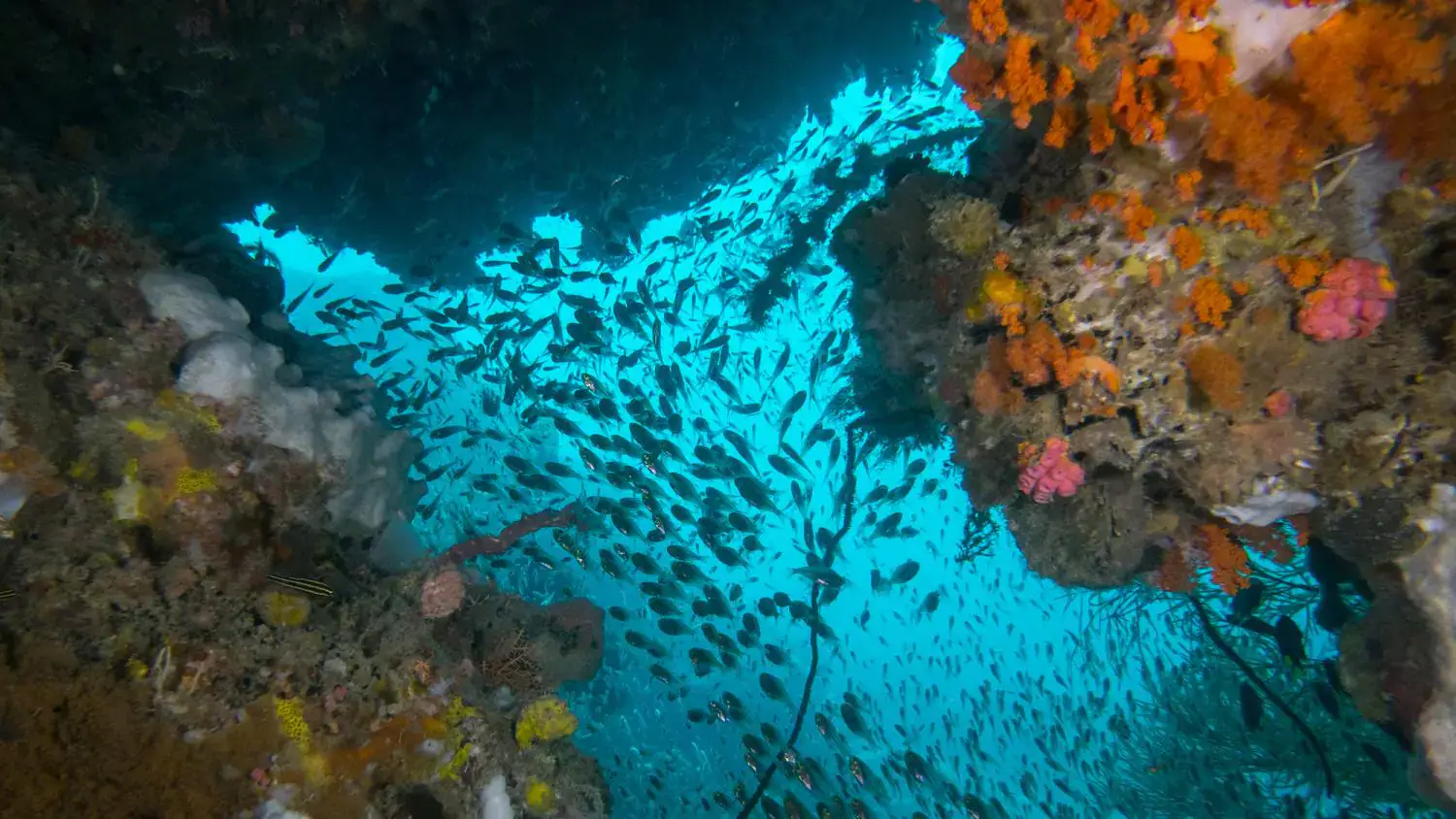 View from under of a reef, a lot of fish, school of fish, clear water, depths