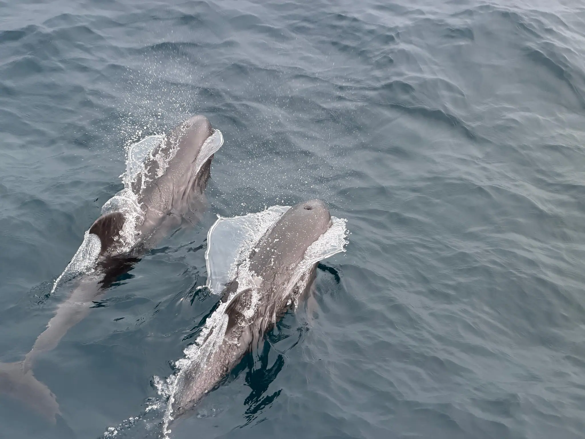 Melon-Headed Whales in Banda Sea | Wallacea Dive Cruise