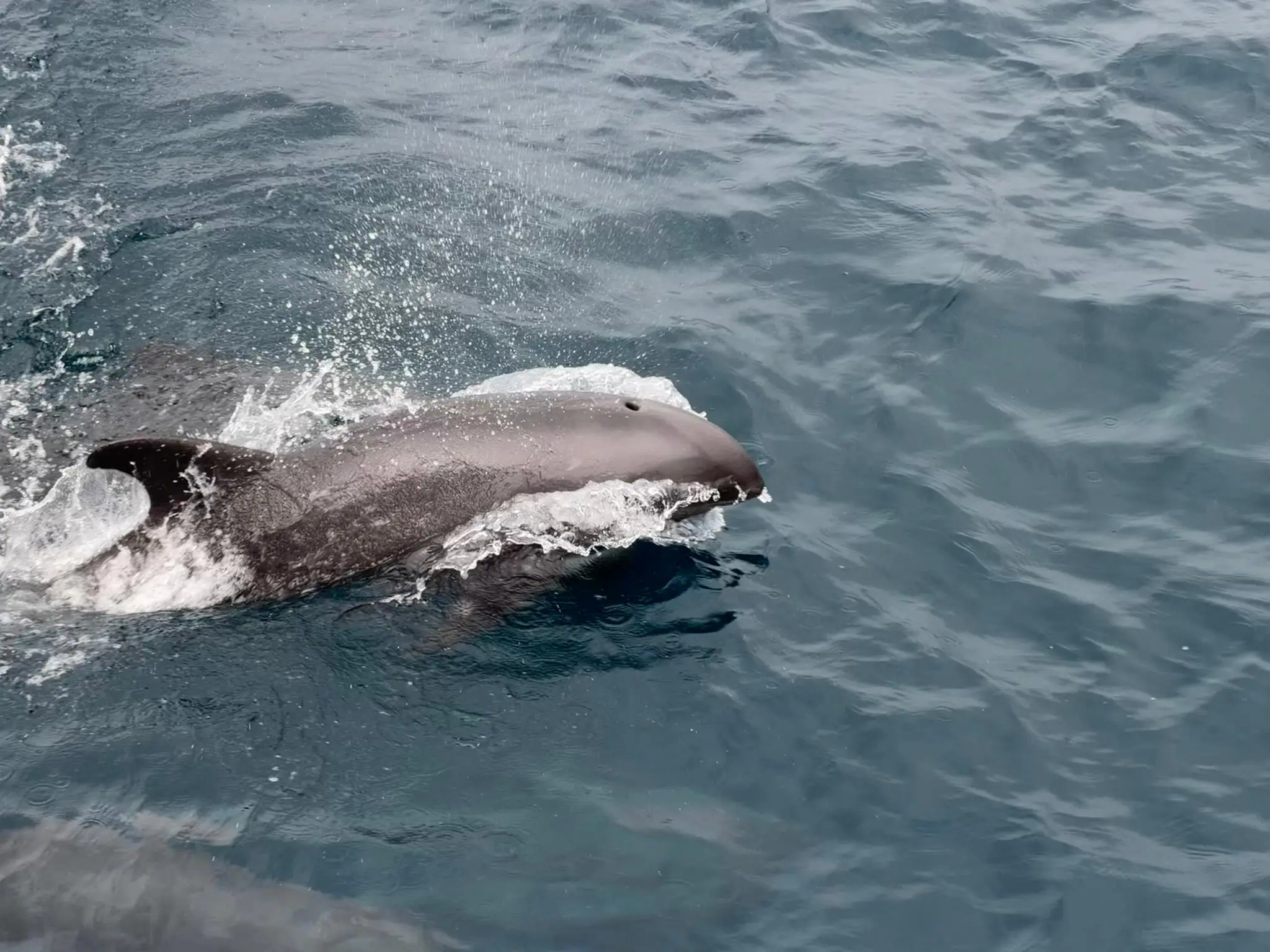 The Megapod of Melon-Headed Whales | Wallacea Dive Cruise