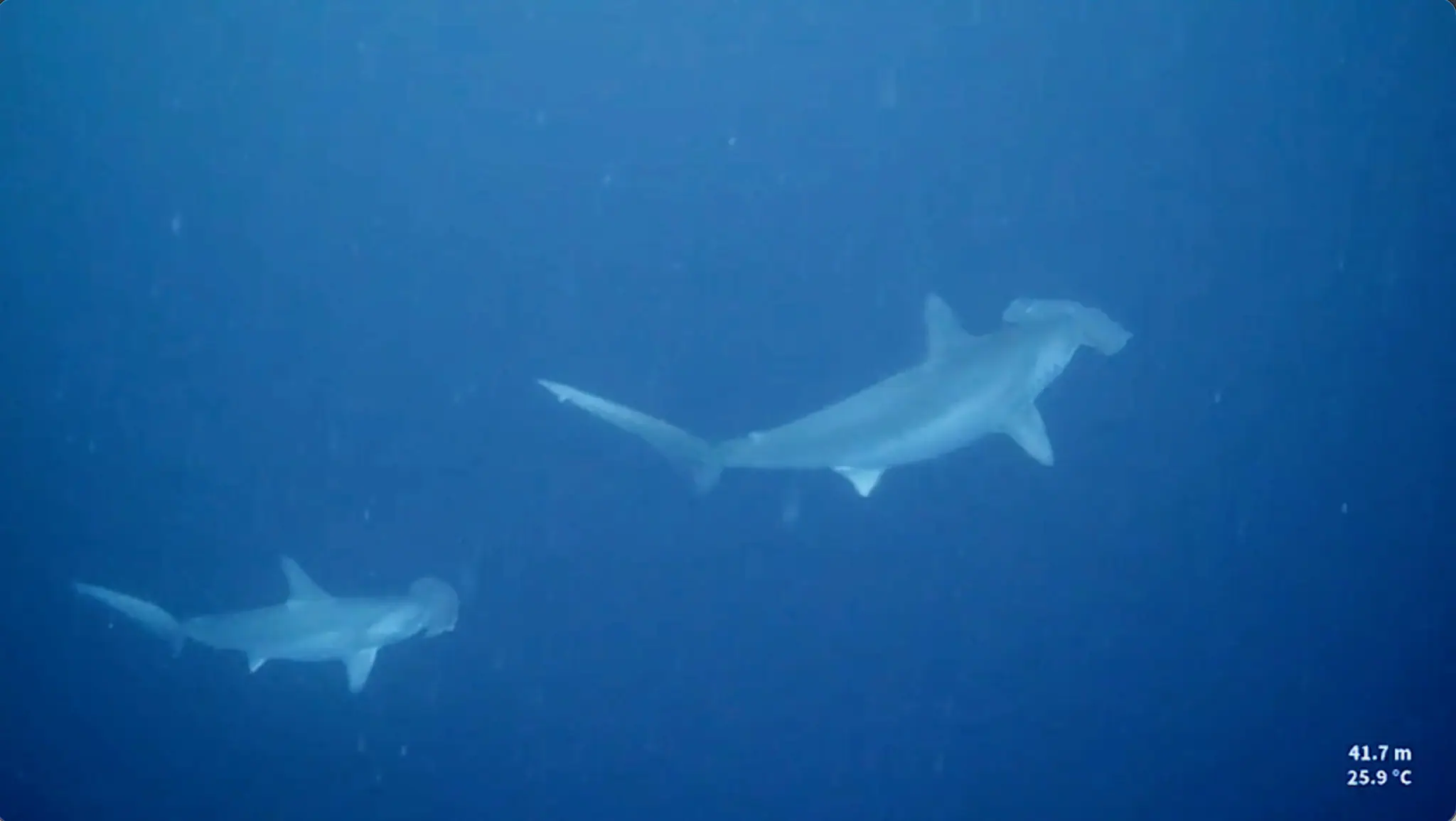 Giant School of Hammerheads | Wallacea Dive Cruise