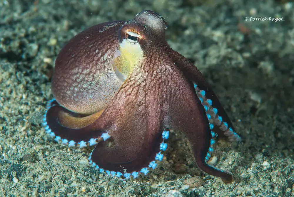 Small octopus, Macro life, Marine creature, Macro