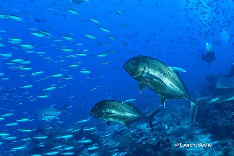 School of fish, marine life, underwater, deep blue water, biodiversity 