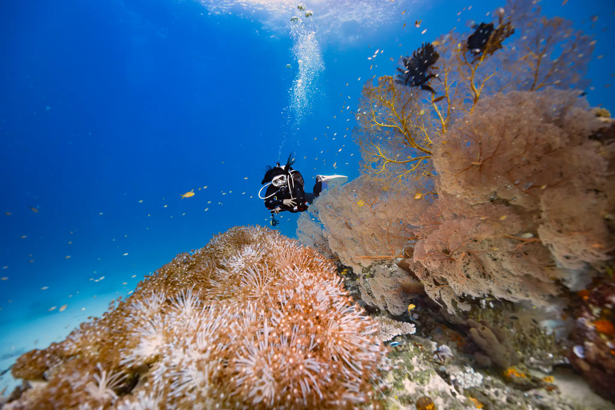 Komodo Diving Experience Aboard MSY Seahorse by Wallacea Dive Cruise 
