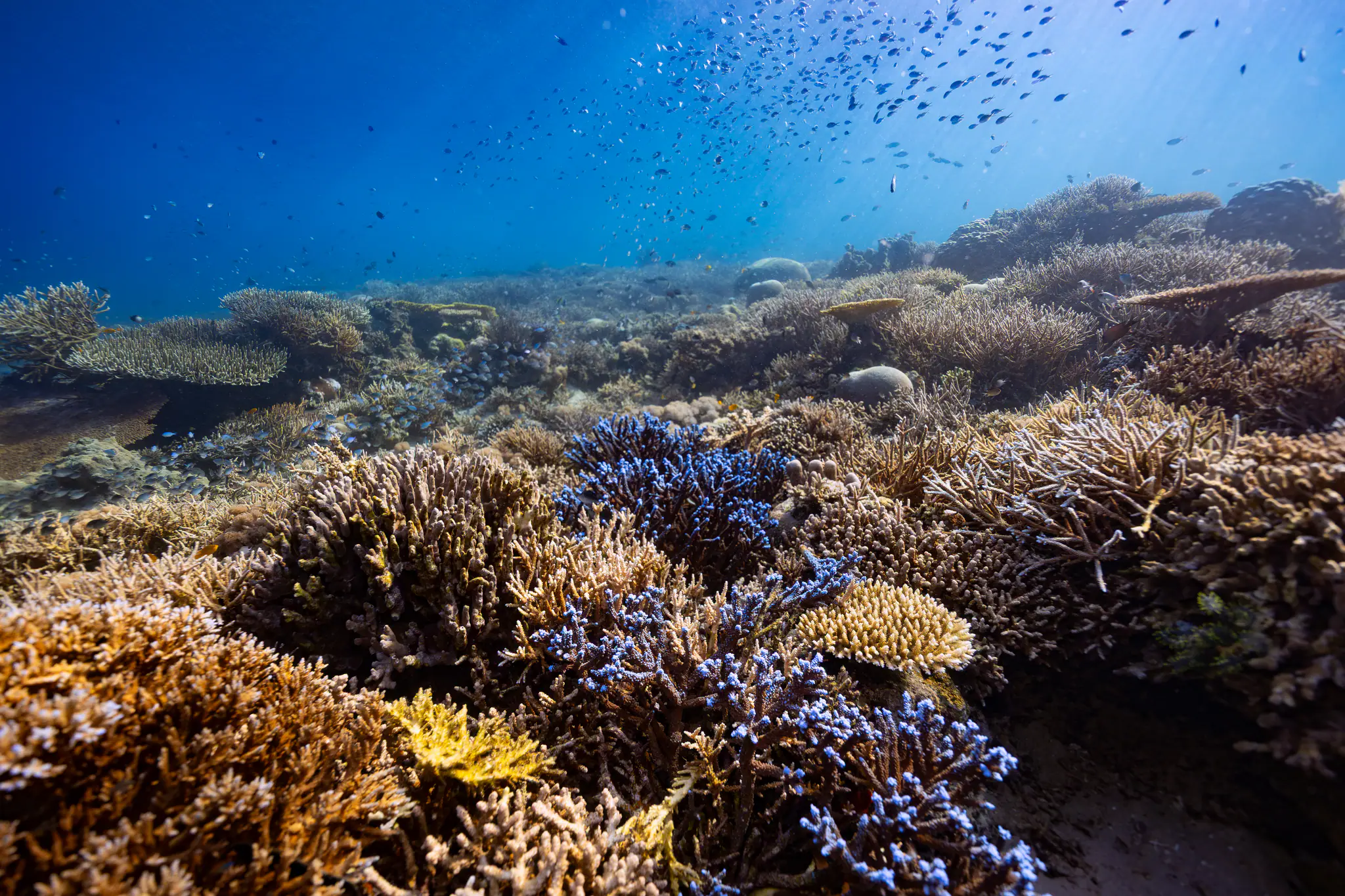 Underwater Photography Contest by Wallacea Dive Cruise