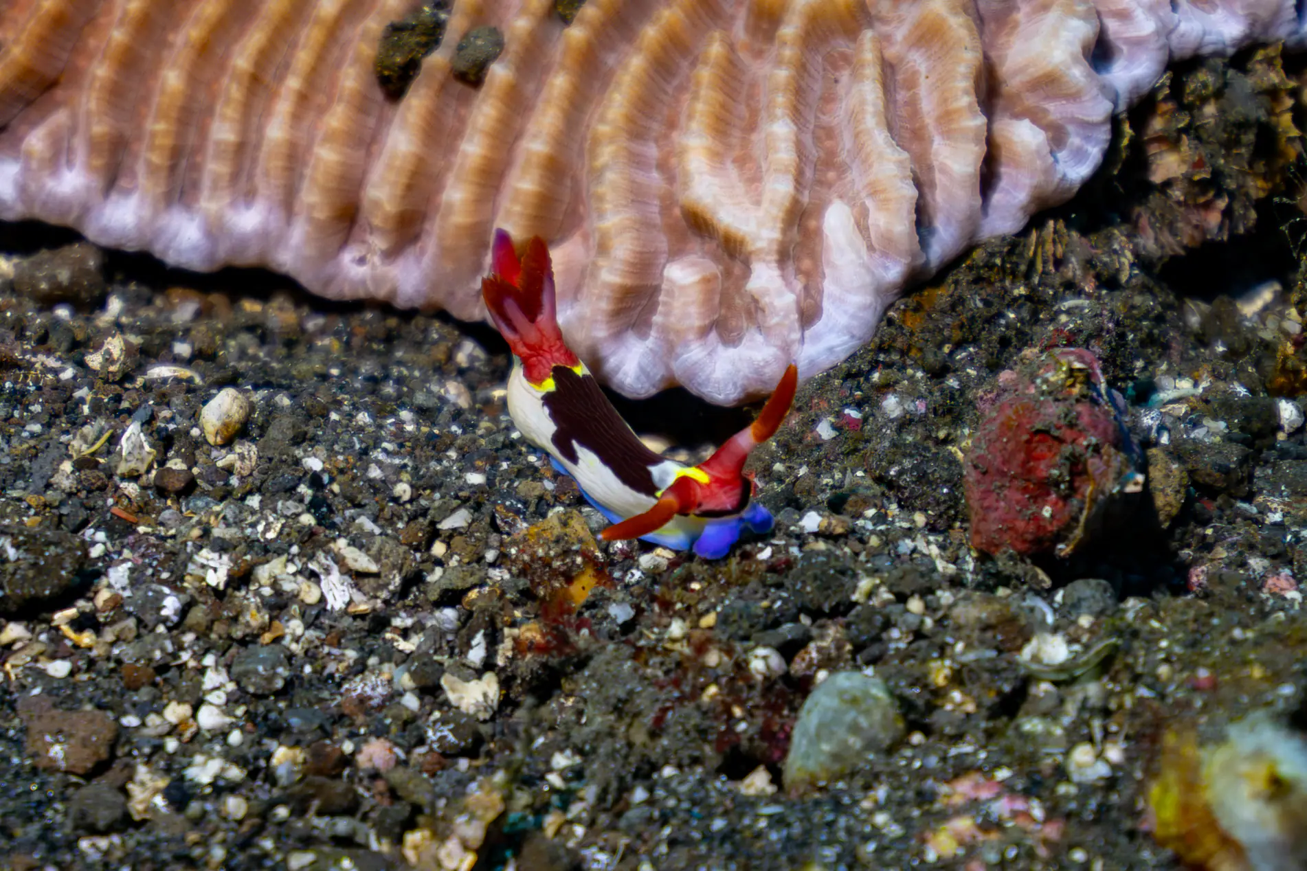 Macro Photography Diving by Wallacea Dive Cruise 