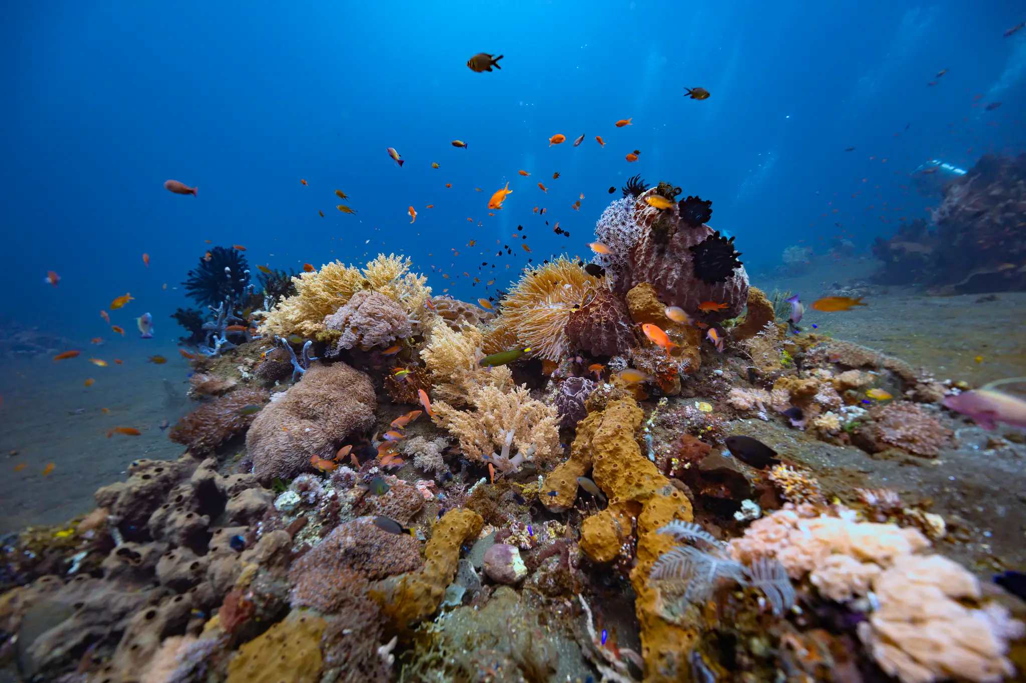 Underwater Komodo Corals | Wallacea Dive Cruise