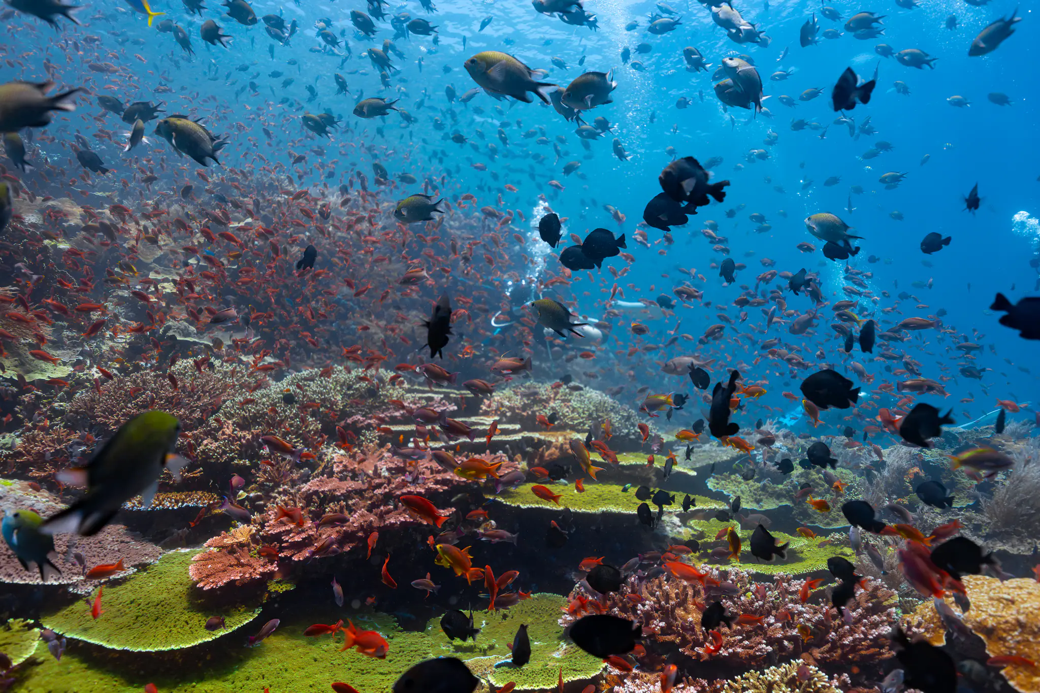 The Thriving Environment of Sumbawa by Wallacea Dive Cruise