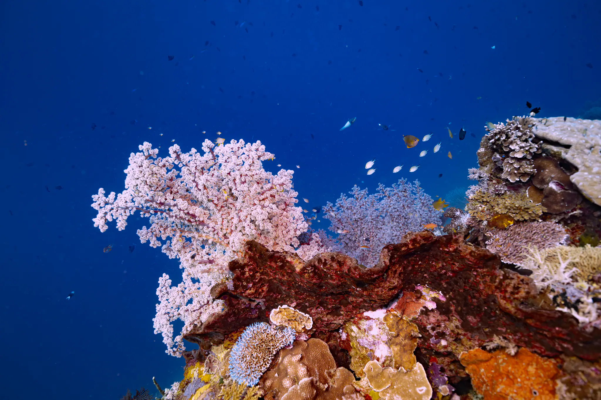 Komodo Beautiful Coral Reefs by Wallacea Dive Cruise 