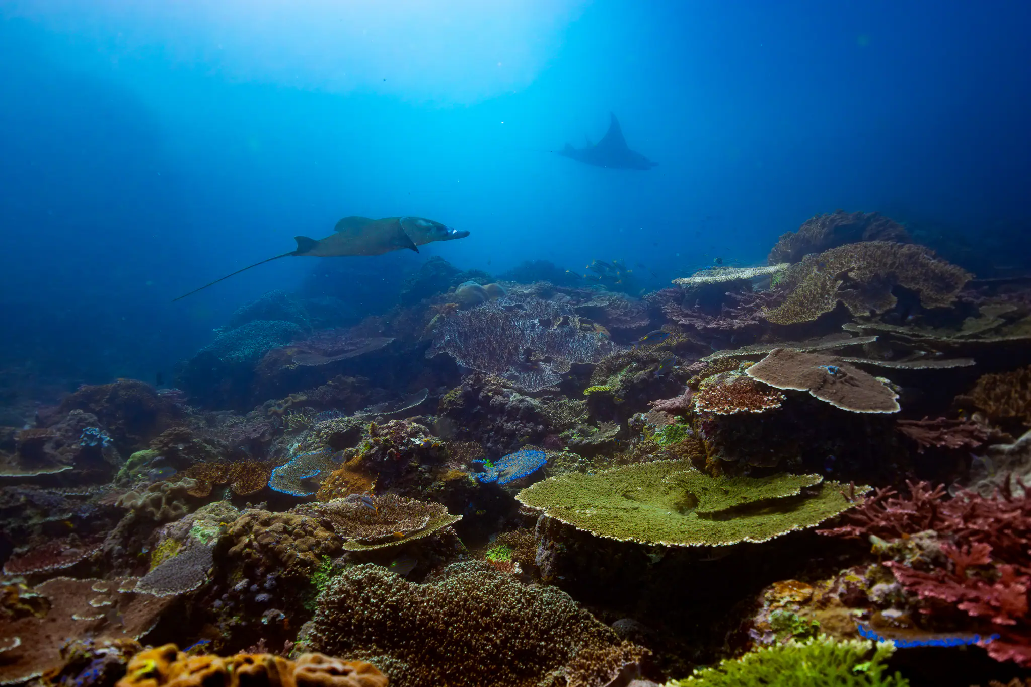 The Beauty of Komodo Diving by Wallacea Dive Cruise
