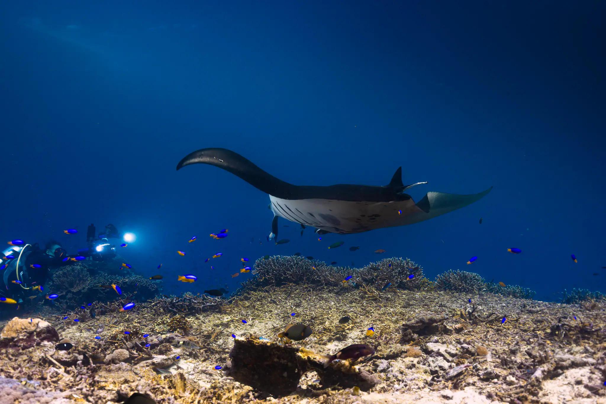 Manta Rays in Komodo Island by Wallacea Dive Cruise