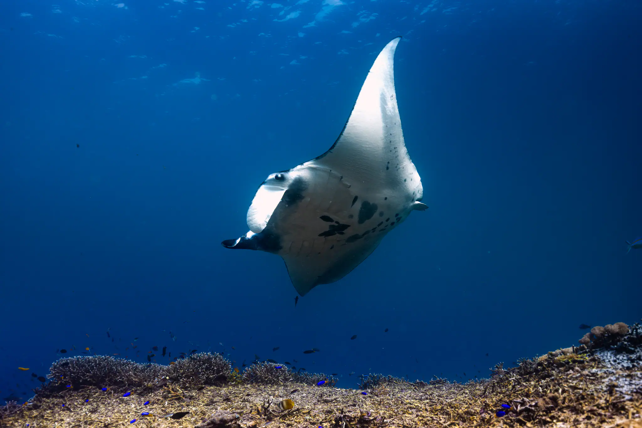 Diving in Komodo with Water Giant Pelagic by Wallacea Dive Cruise