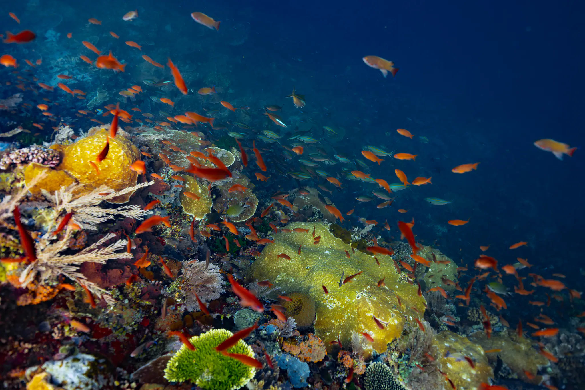 The Coral Reefs in Sumbawa by Wallacea Dive Cruise