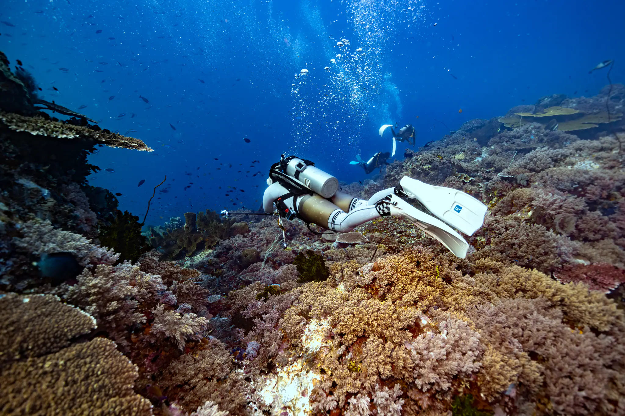 Sumbawa Diving Experience with MSY Seahorse by Wallacea Dive Cruise