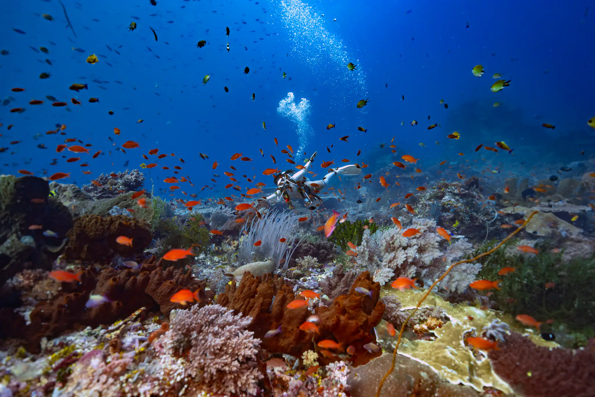 Sumbawa Diving Experience by Wallacea Dive Cruise