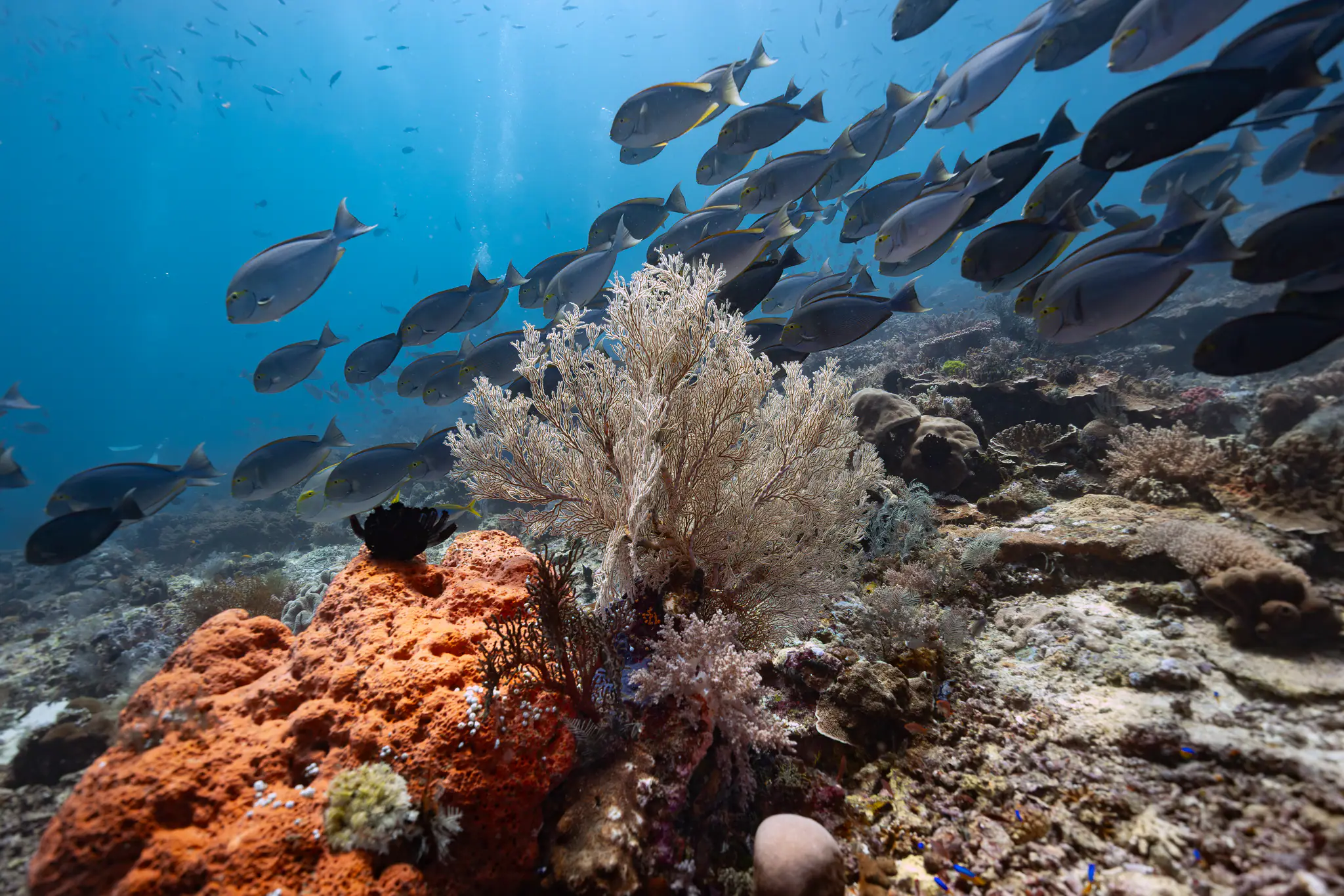 The Beautiful Bay of Sumbawa by Wallacea Dive Cruise