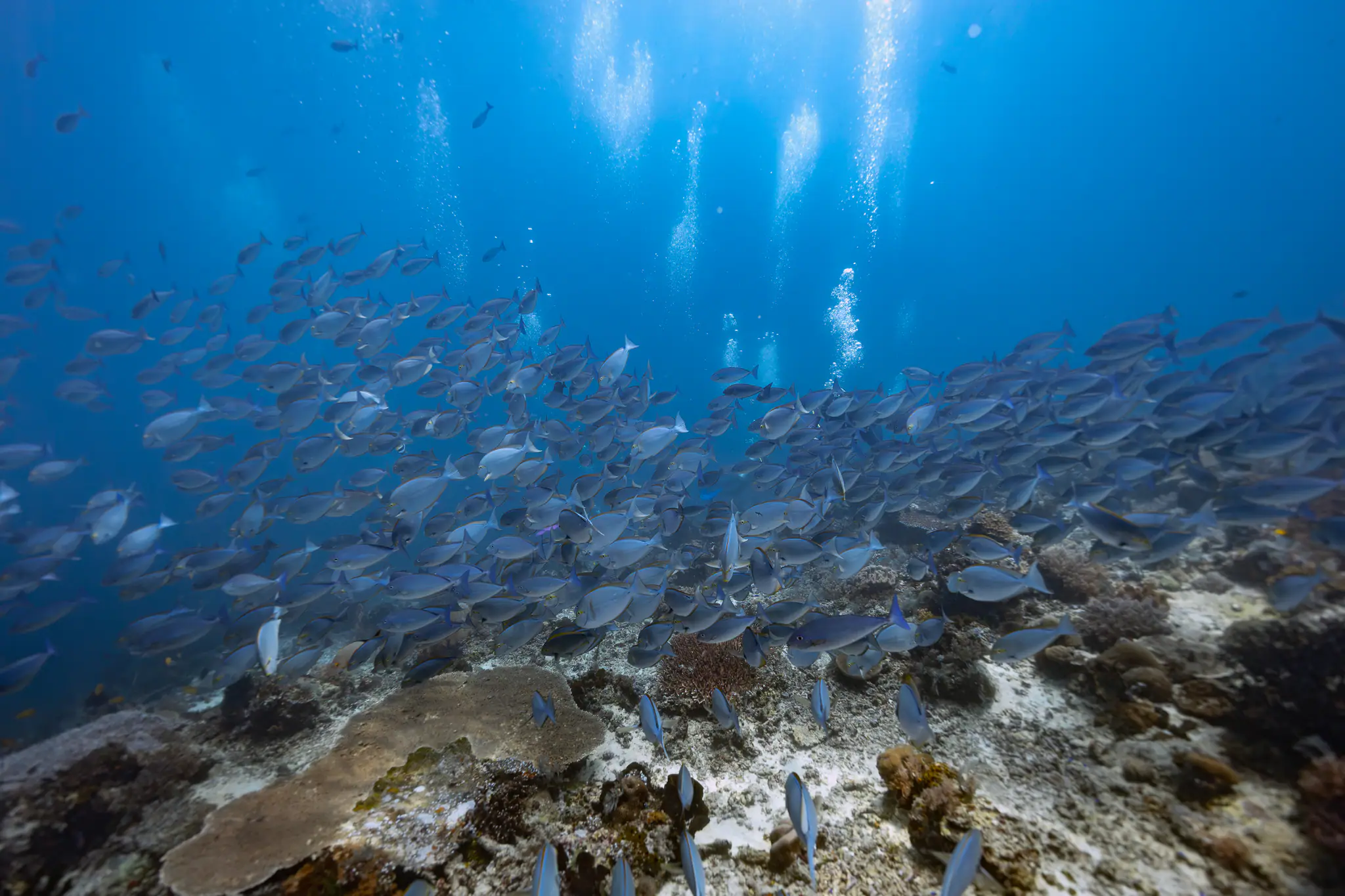 The Underwater Volcano of Sumbawa by Wallacea Dive Cruise