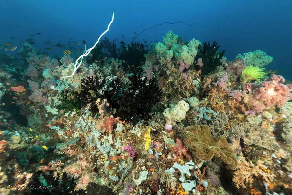 Corals, Marine life, Underwater scene, Sponges