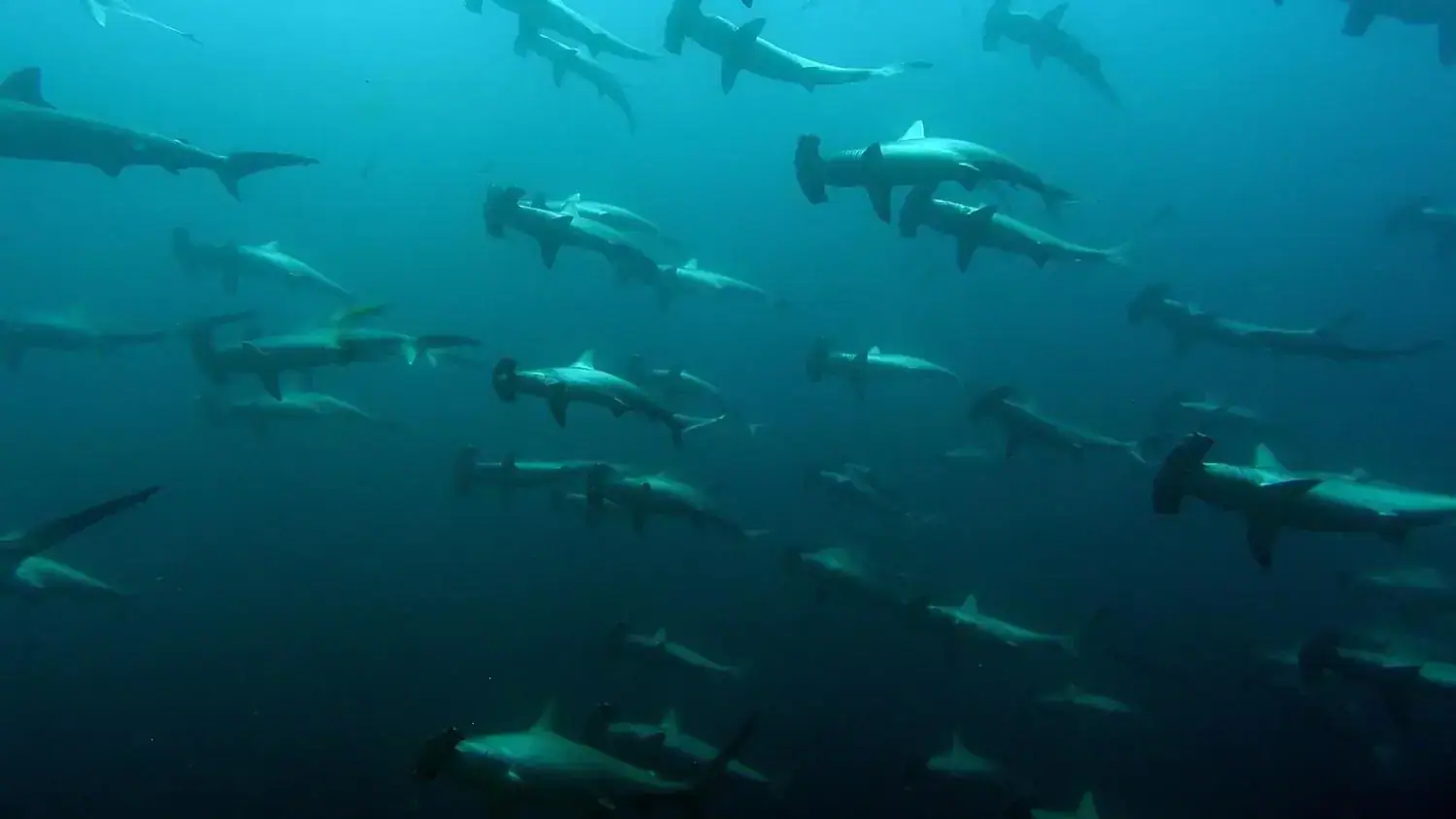 School of hammerhead sharks, hammerhead sharks, deep blue waters depths