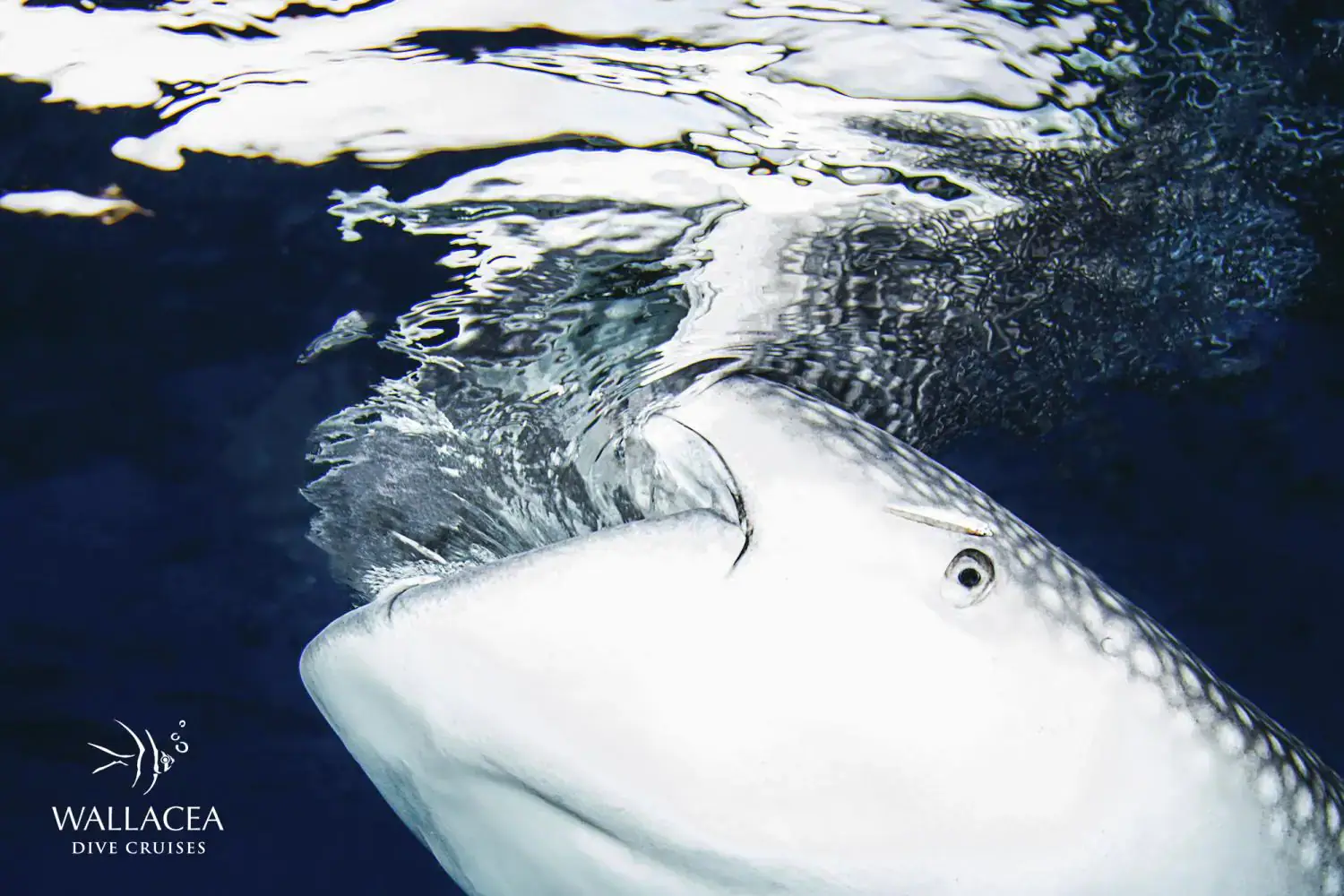 Close up on a whale shark, who comes to the surface 