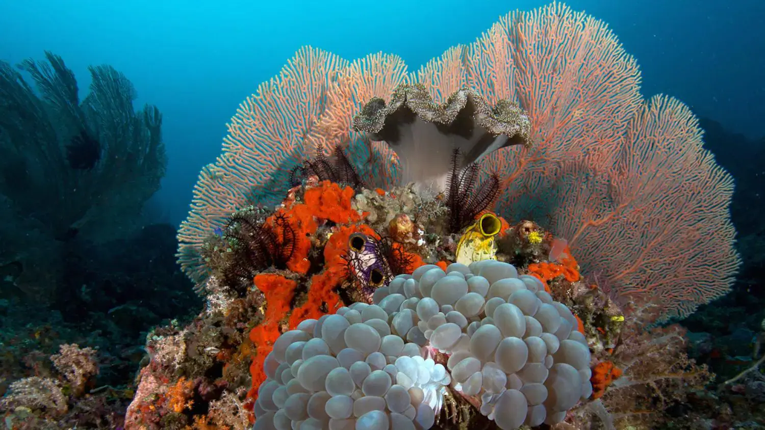 colorful coral reef, large pink sea fan, orange sponges, bubble coral, vibrant marine life, deep blue ocean