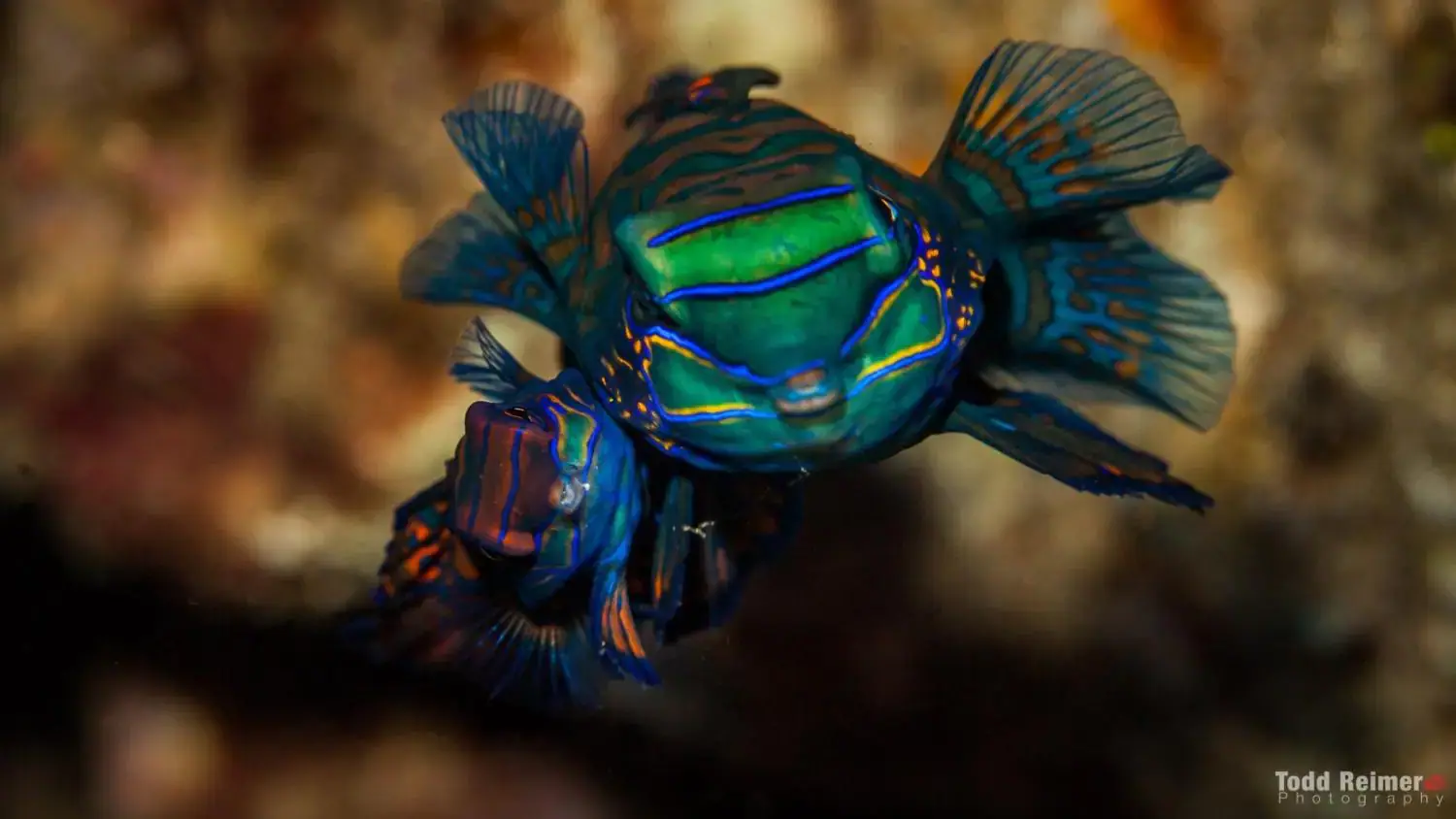 vividly colored blue and green fish, close-up underwater photography, coral reef
