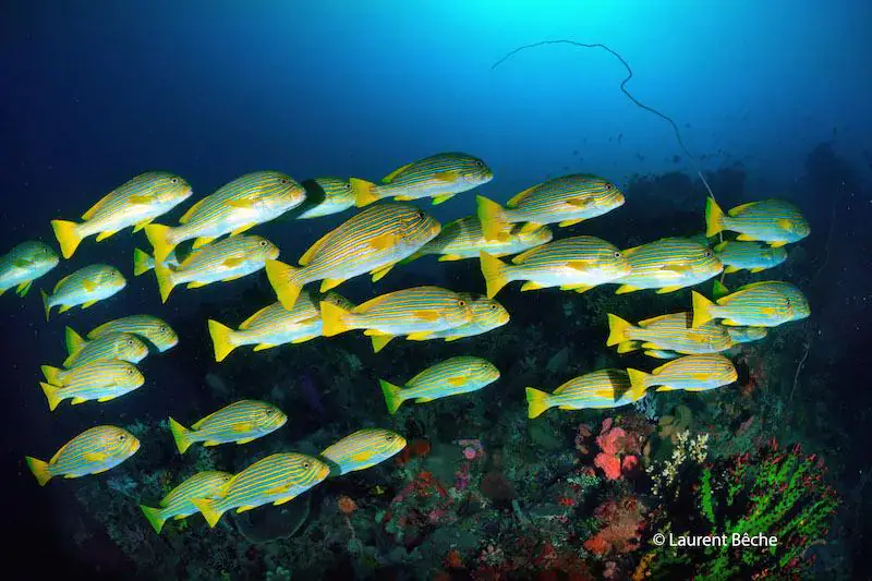 school of yellow and blue striped fish swimming over a colorful coral reef with deep blue ocean background and sunlight filtering from above