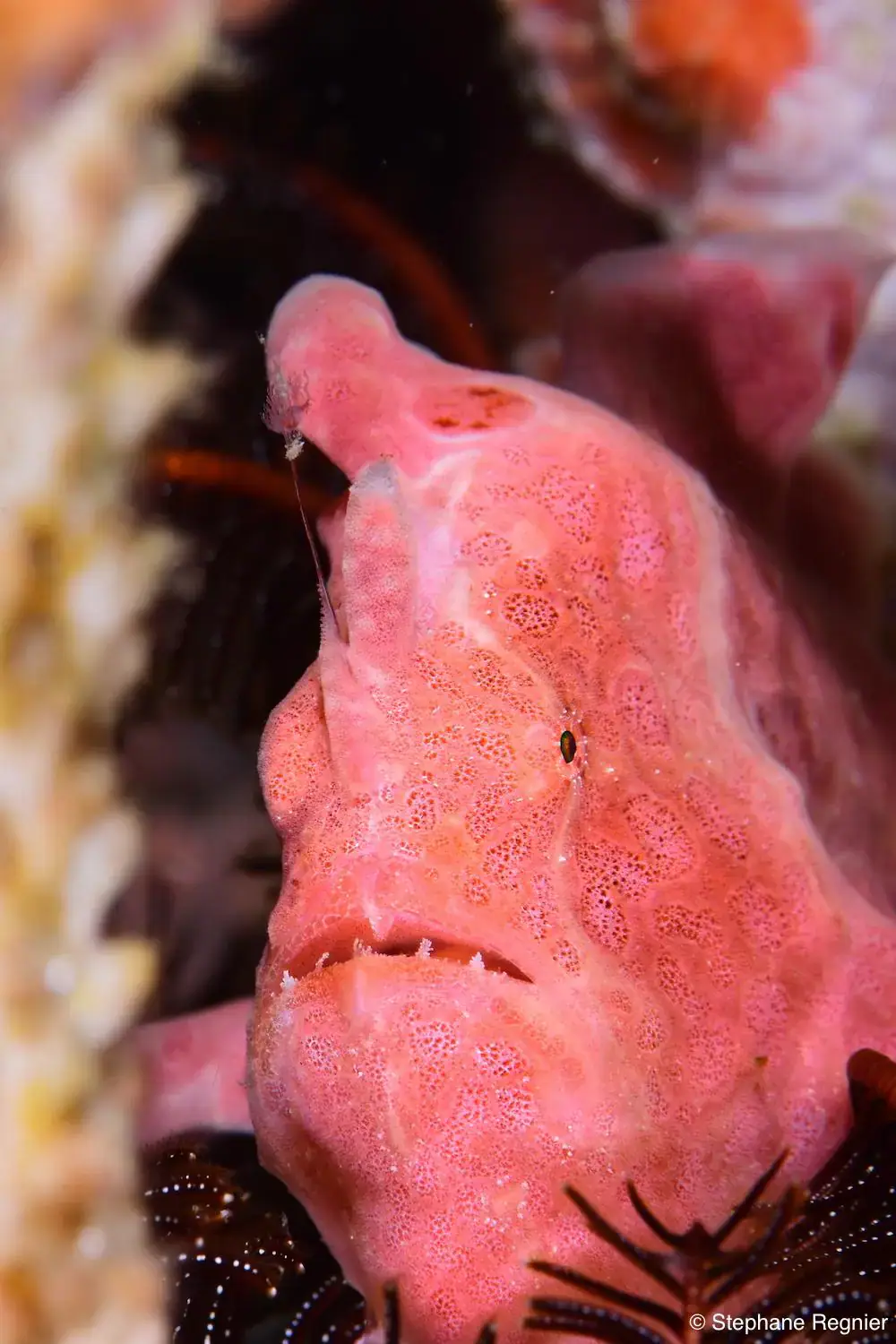 pink frogfish, spotted skin, bumpy texture, camouflage, coral reef, underwater, macro shot