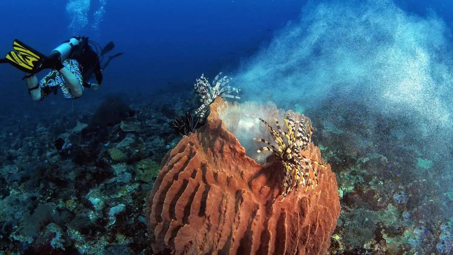 scuba diver, barrel sponge, lionfish, underwater exploration, coral reef, clear blue water