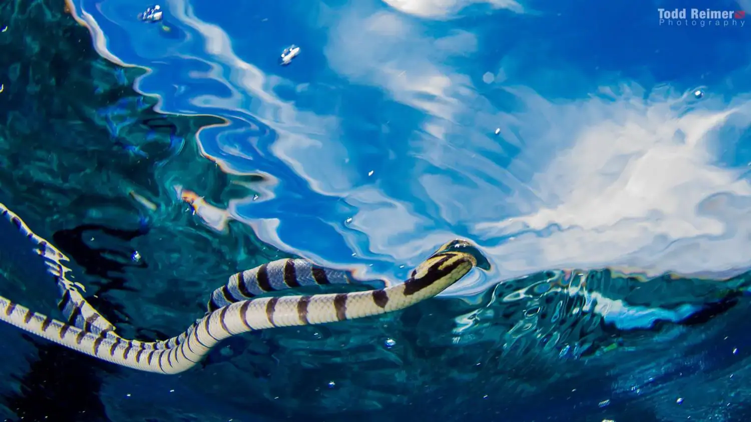 Sea snake, clear blue water, coral reef snake