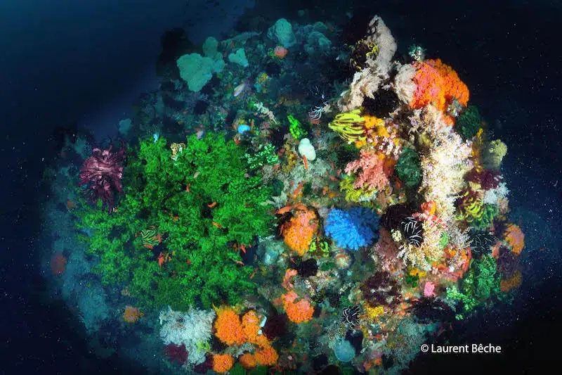 vibrant coral reef top view, orange blue pink and yellow corals, sea life 