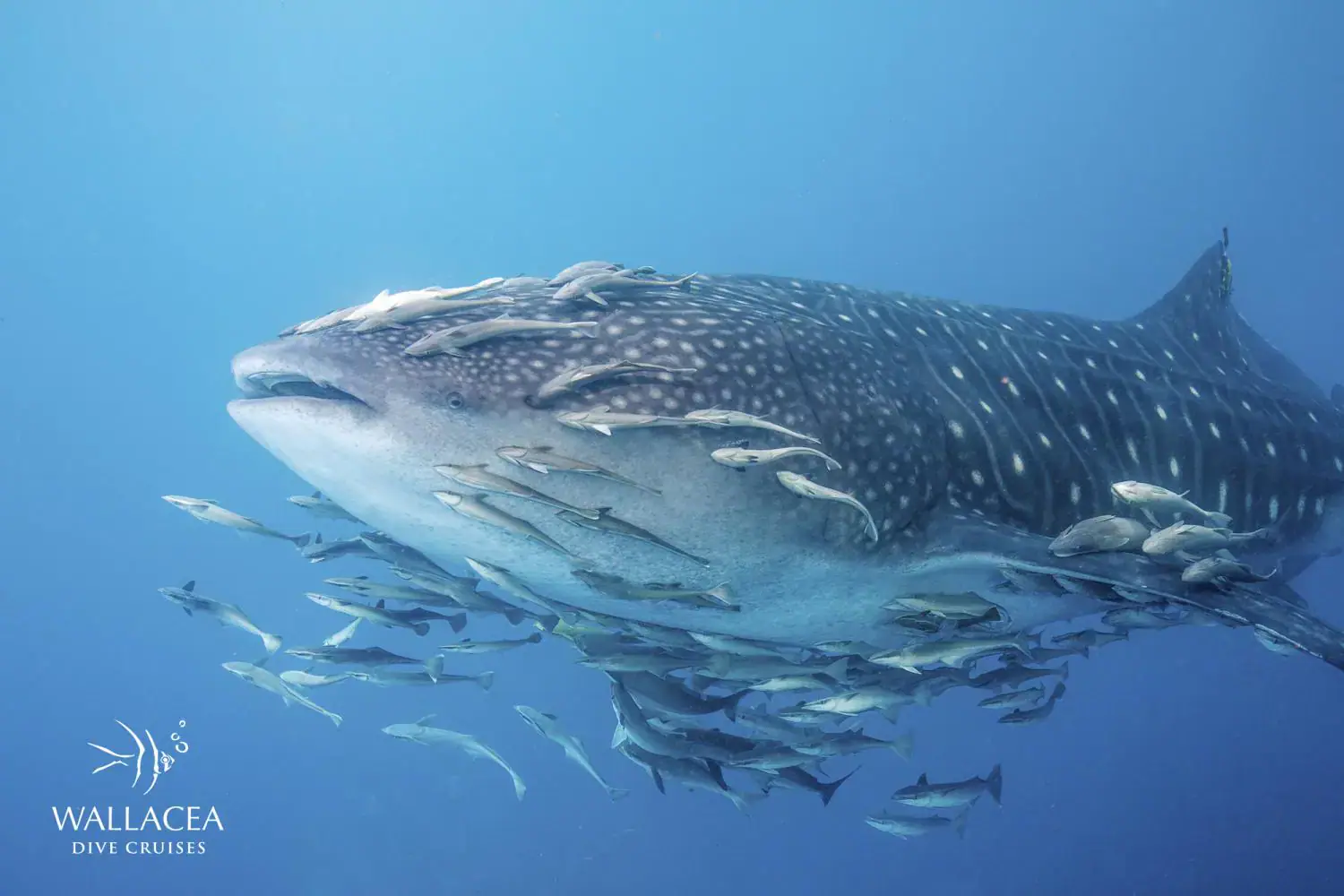 Whale shark and remoras, deep blue water, majestic creature, marine life 