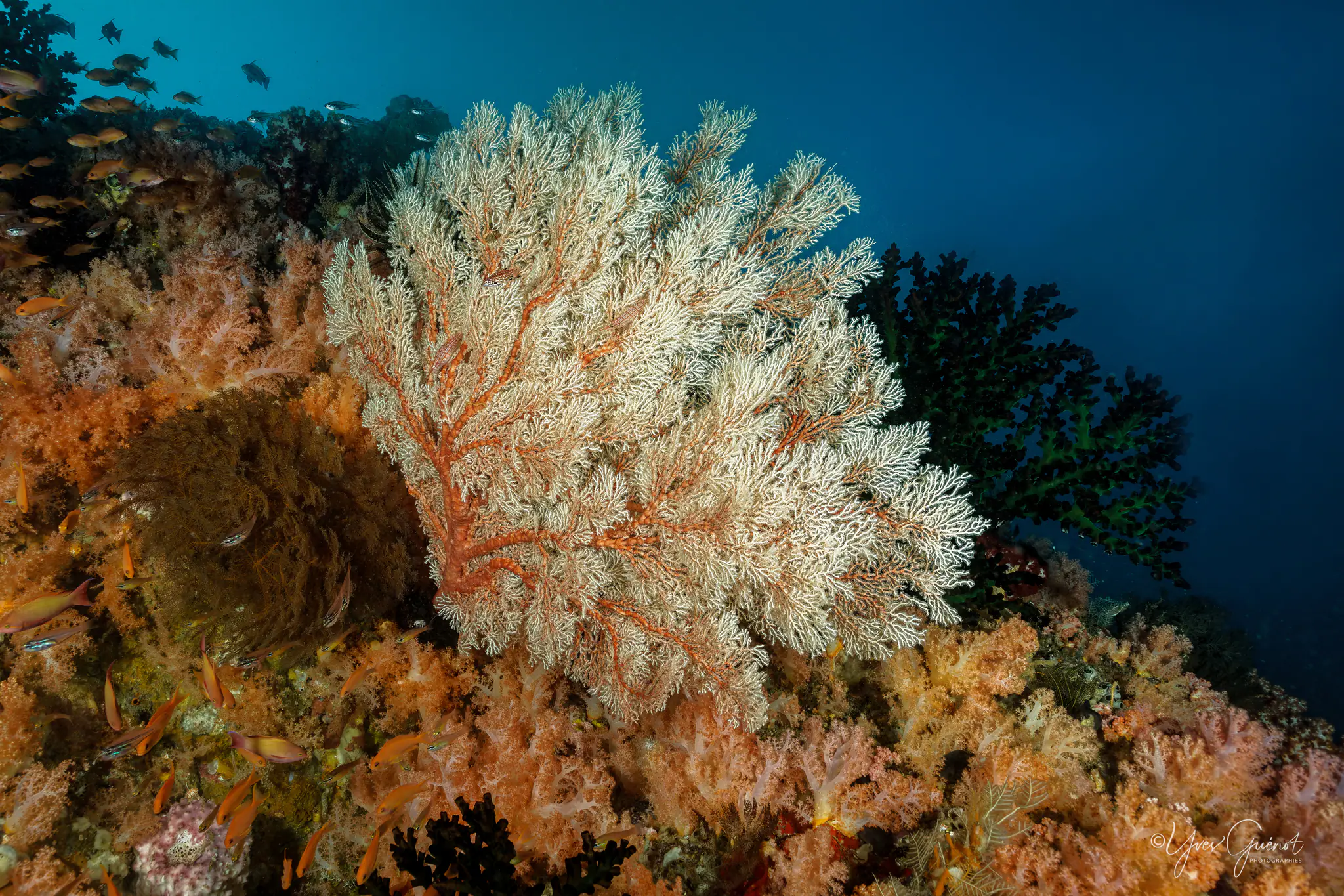 The Healthy Coral Reefs of Banda Sea Diving | Wallacea Dive Cruise 